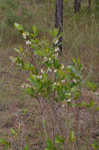 Piedmont staggerbush